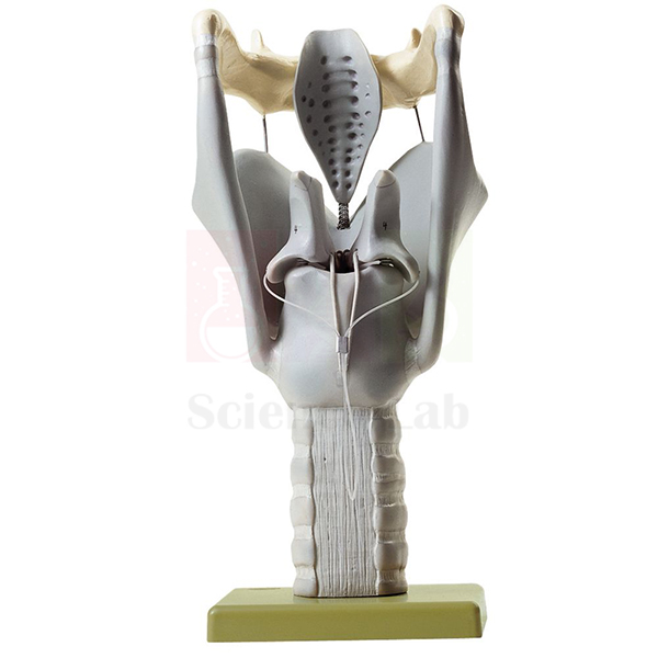 Larynx Human  Model